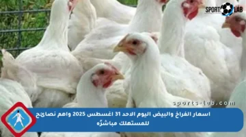 أسعار الفراخ والبيض اليوم الأحد 31 أغسطس 2025 وأهم نصائح للمستهلك مباشرًة
